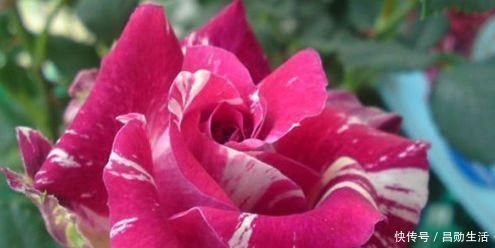 睡眠|失眠成瘾不用怕，这3样东西，去超市称2斤，专克失眠，越睡越香