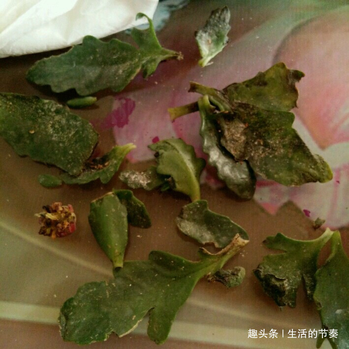 家里养长寿花,避开“2个”危险点,不然叶片发红、脱落,别忽视