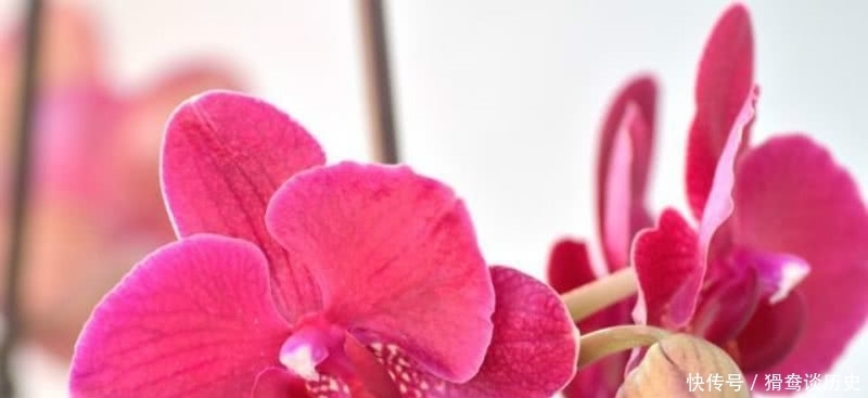 败笔|李清照的这首《残花》,被很多认为是败笔,虽然有瑕疵但同样经典