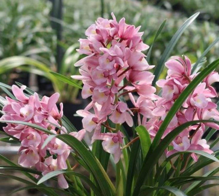 养兰花的“小妙招”,年后做好这“2步”,新芽才能翻倍长!