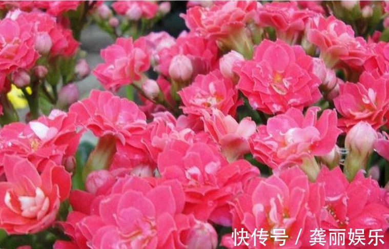 超好养的“4种花”,越不浇水越爆盆,新手懒人都喜欢,开花漂亮