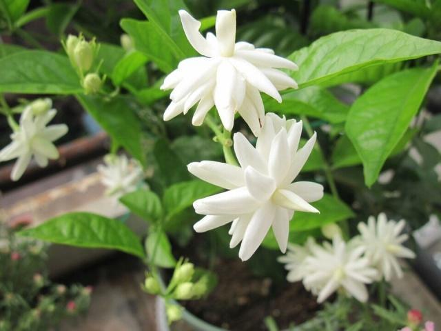 茉莉花的3个特性,养花大咖教你让茉莉花盆栽枝繁叶茂开花多