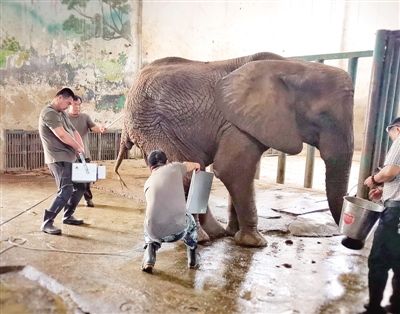 动物园|郑州市动物园非洲象“非非”病了,正全力救治