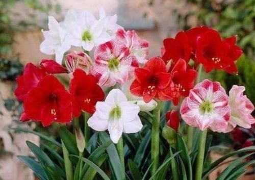  种超香|4种超香的盆栽花，仙气十足，浓香四溢，四季都开花，很值得栽种