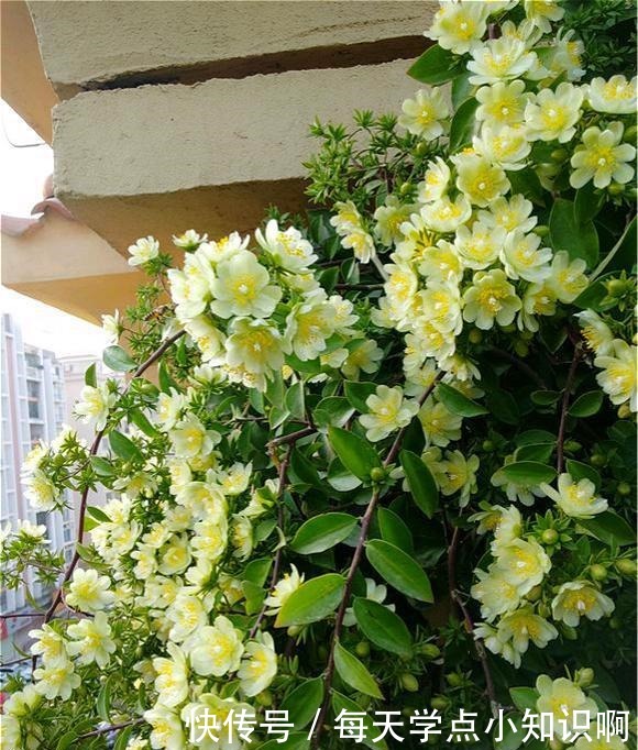 开花仙气十足,香气浓烈,遇土就活,还被大家称为“嫁接神木”!