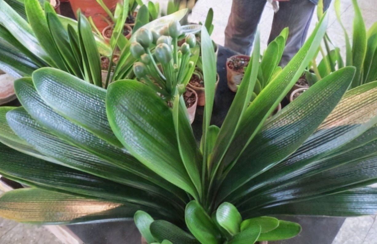 君子兰有“四爱”知道么这是养好它的关键,也能轻松养开花