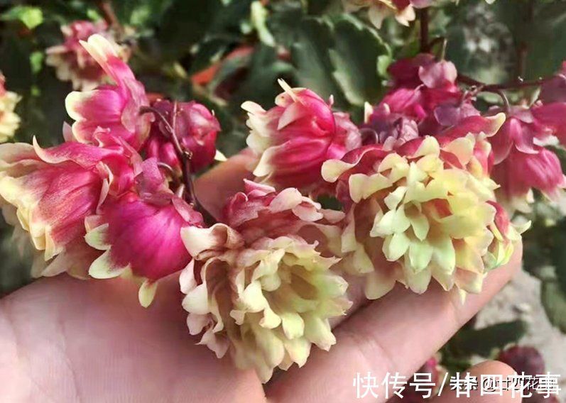 它的花像红灯笼,是年宵花“新宠”,现在养一盆,春节开花到五一