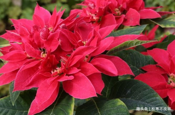 四季兰|比香水还香的几种花,放在家里养出“花海墙”,看上去超美观