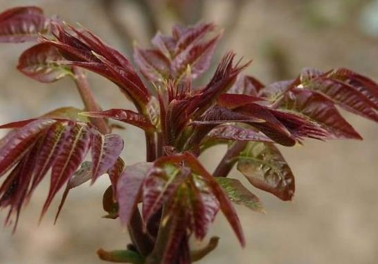 妇科炎症|女性子宫健康，皮肤才会红润，多吃此物，防妇科病，清子宫垃圾