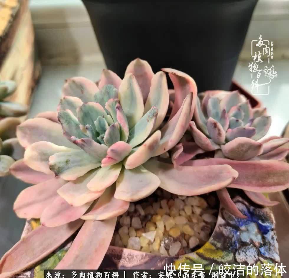 从无到有，四年坎坷多肉路，沉迷肉海难以自拔！