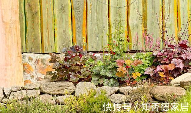 适应能力|零下20度冻不死的花草清单，种在北方小院，可多年赏花