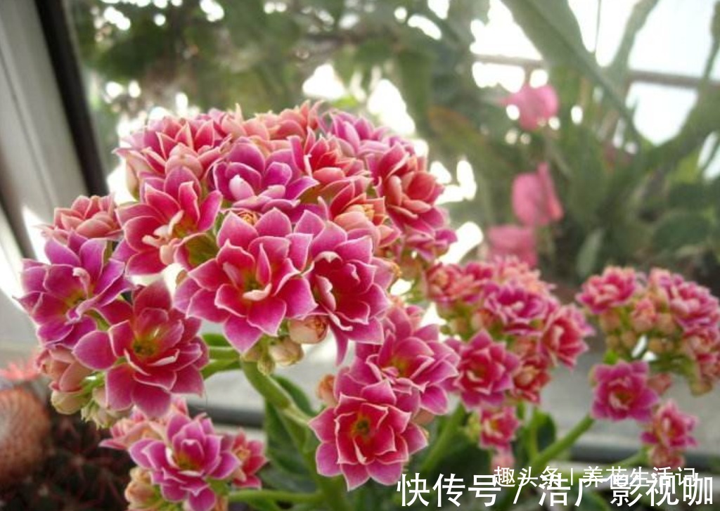 浇水|长寿花“浇水”方法,学会后根系不腐烂,生长状态好!