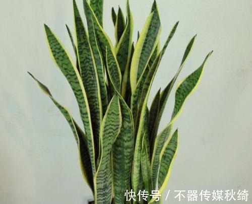 柳树皮|秋养虎皮兰就用这几招，姿态美快速爆新芽