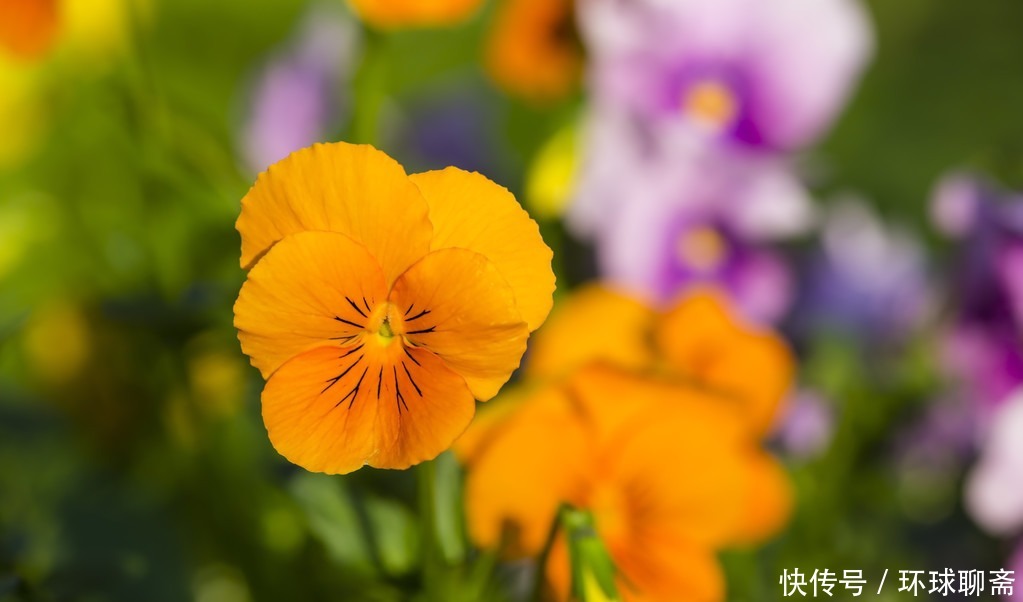 角堇角堇|3种花爆盆很简单,一年四季开花不断,好养易活味道香,漂亮极了