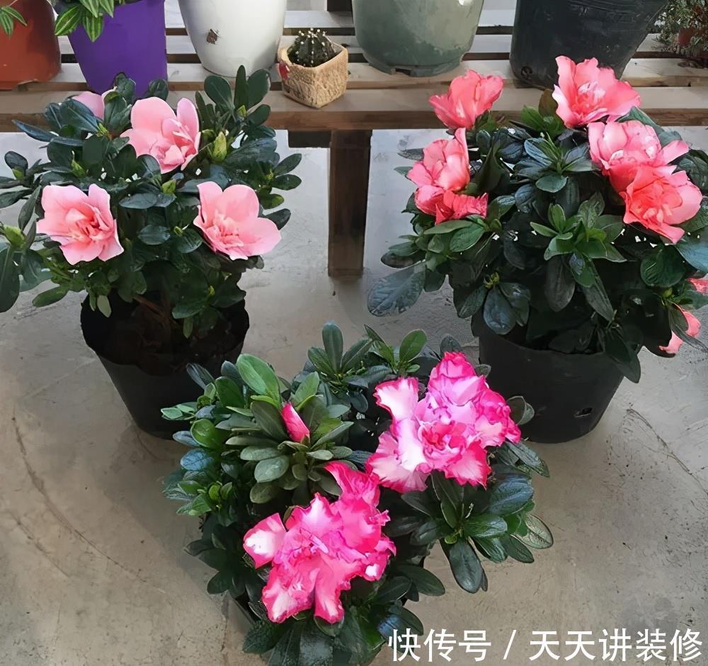 发财树|公认“不好养”的3种花，没有一定的养花经验，别贸然入手