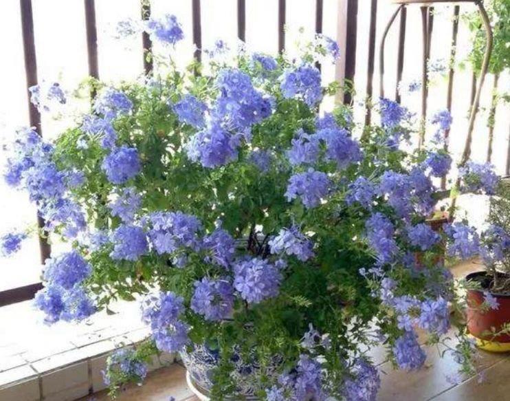 夏天养花,不妨养这3款花,比牡丹好看,比吊兰好养