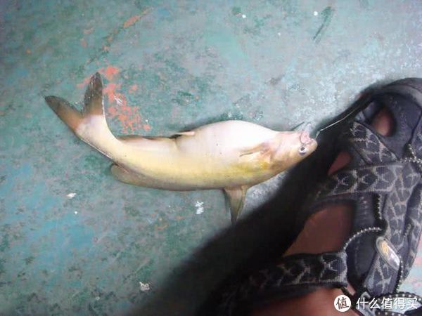 内脏|野钓黄颡鱼如何选饵？巧用家禽内脏出奇制胜，解析其特点和用法