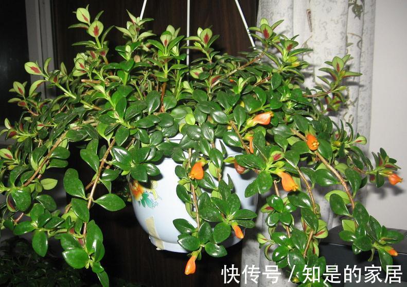 浇水|适合新手小白养的“吊兰花”,盆栽注意6点,花艳叶绿,长得好