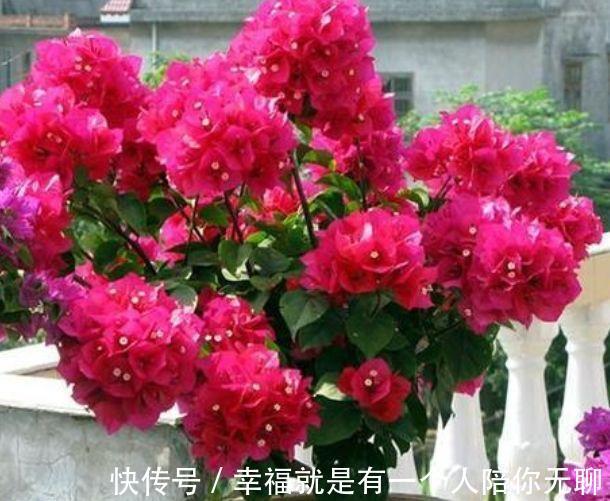 这几款植物养在家里，花期长易打理，一盆千百朵，枝头花苞满