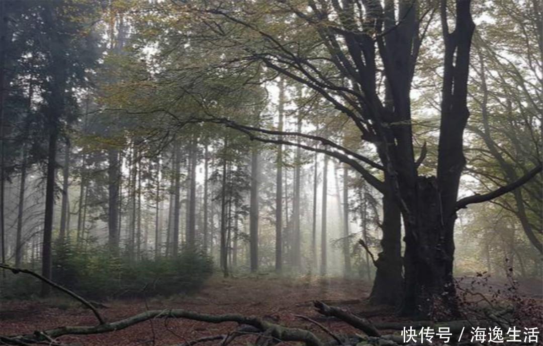 意境|王维最有意境的一首诗,只有短短的20个字,但是胜过了千言万语