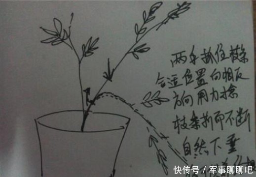 无霜冻地区|南方地区月季花小苗修剪复壮,你做对了吗