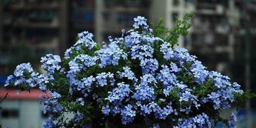 旺盛|这四种花卉最喜欢水,夏季越浇越旺盛,爆盆起来很容易