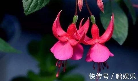 倒挂金钟|这5种花“最难养” 老手养不好,新手不敢碰