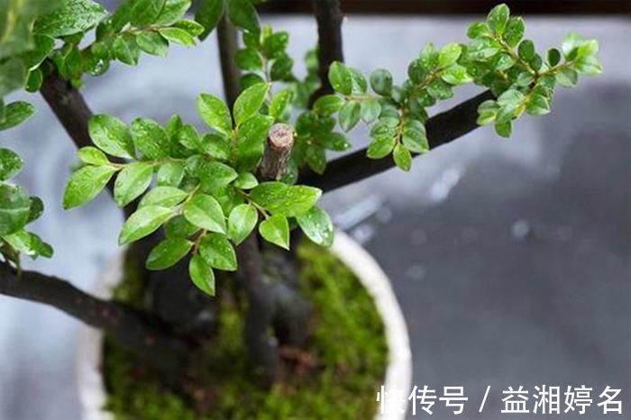 颜值|这6种颜值与寓意并存的盆景,每一盆都能闭眼入!好养,好寓意