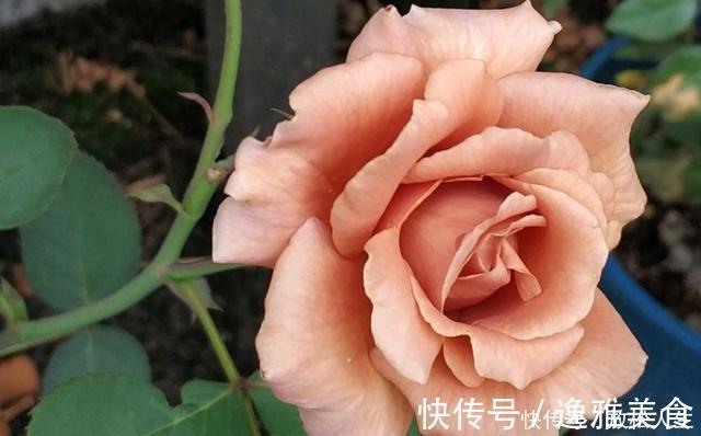 盘点10种古典美复古色系月季,你必须拥有其中一种!