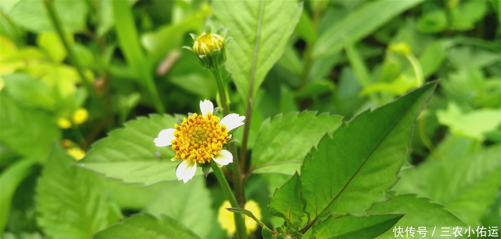 農(nóng)村有種“鬼不纏”的植物,是流落民間的中藥材,小時(shí)候當(dāng)暗器