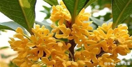 桂花,就是最美秋日诗词!