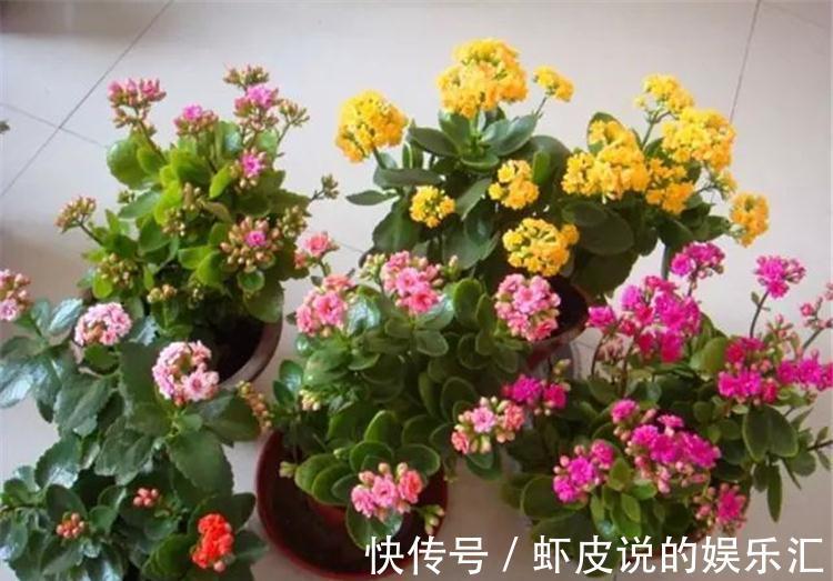 植物|7种“懒人花”，漂亮又好养，客厅养一盆，大气吉祥，养人又旺家