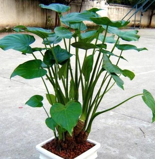 生长|滴水观音又叫千手观音,盆栽得做到4点,方能越养越旺盛