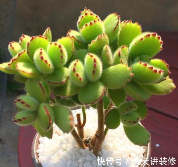 盘点6种适合新手的多肉,皮实好养颜值高,轻松养出好状态