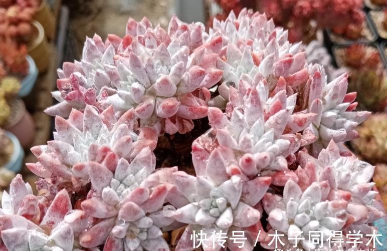 四海波|想叶插这些多肉的肉友别浪费时间,因为迄今为止没人成功