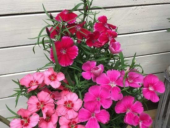 此花-20度冻不死,不挑土壤不怕踩,一年开花200天