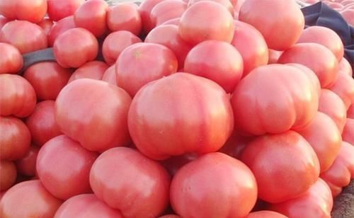 胡萝卜素|西红柿生吃好还是熟吃好?吃对更养生助长寿,你吃对了吗?