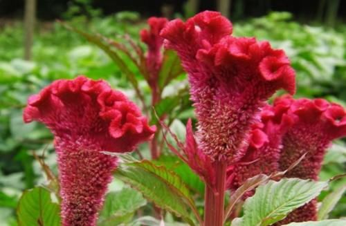 健康|女性平时常吃此物,排出体内毒素,远离妇科病,子宫更干净!