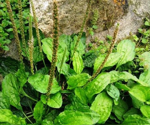 泡水|车前草泡水喝有什么功效4大功效尤为突出，尤其适合老人和小孩