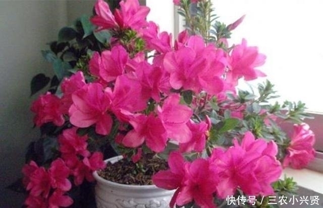 缺水|看好了, 就是这五种花! 越浇越爆盆, 一缺水马上就蔫了, 你家有吗