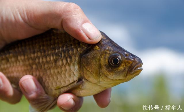 钓具|冬季垂钓的核心技巧,无外乎饵料·钓法和钓具这三方面---皇禾钓具