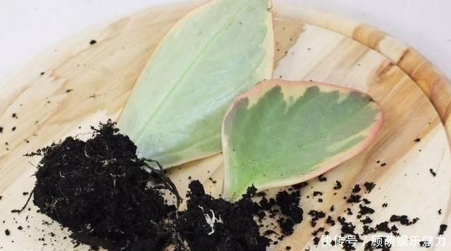 叶片上长满斑块的红边椒草,比圆叶椒草好看几倍