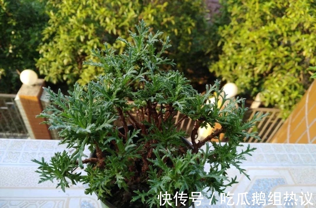 种花|9种花，夏天休眠了，一定少浇水，否则越浇越死