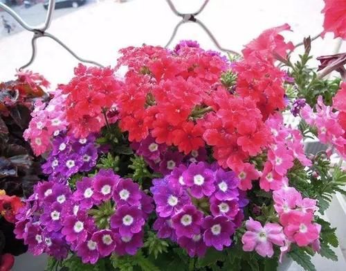 你家窗台还没变花园？只因缺了这6种花