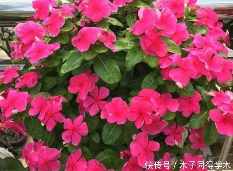 爆盆|4种花深受花友的喜欢，开花爆盆很简单，花色多，一盆能养一辈子