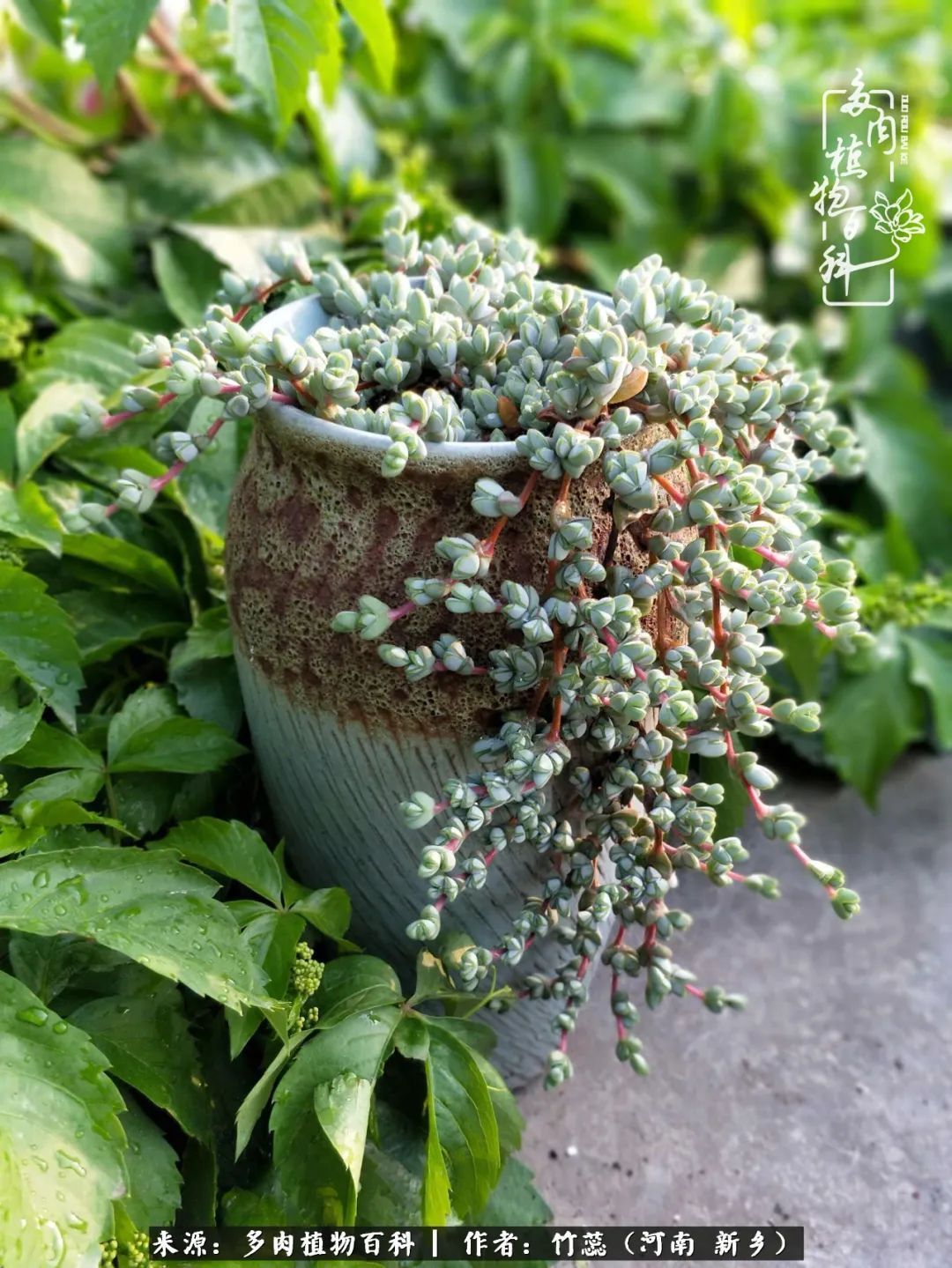 养多肉三周年有感养这么多多肉到底有啥用!