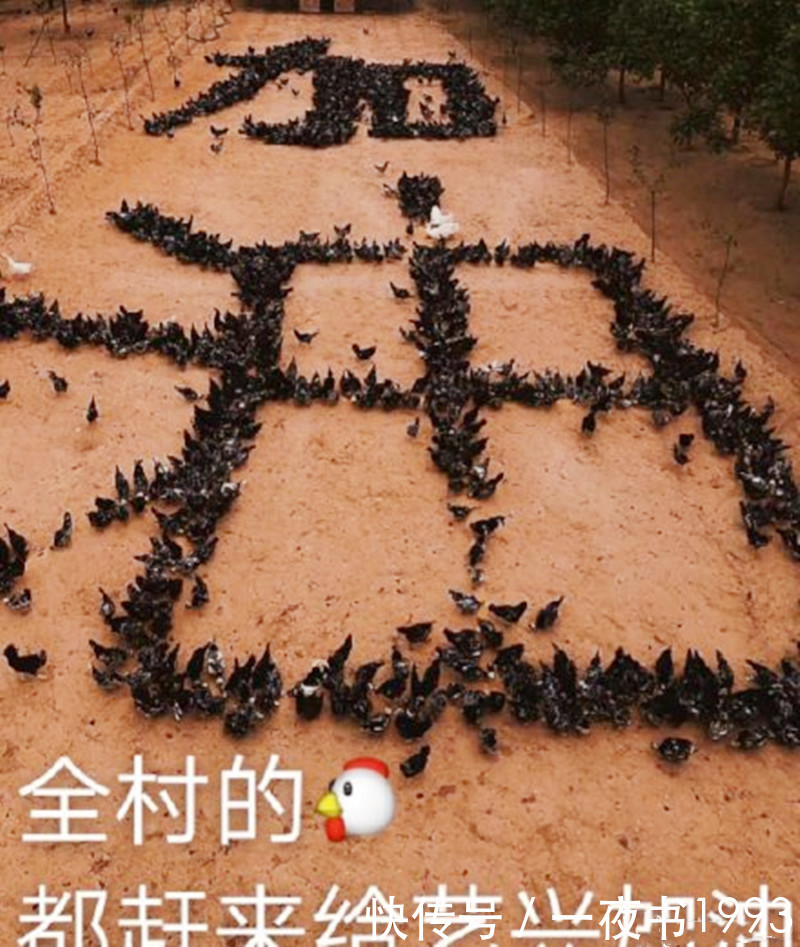 杨紫 《向往的生活5》张艺兴怕鸡?杨紫鼓励,粉丝们准备的应援太暖心