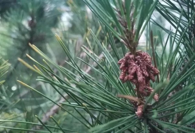 腐殖土|兰友问:什么样的松针配制松针营养土好?