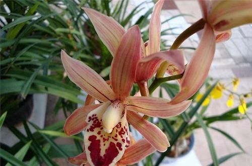  兰花|它是兰花中的“妖精”，花苞又大又香，花色越开越红，新手也能养