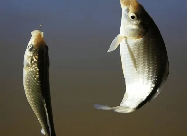 冬季野钓,普通鲫鱼饵料不好用?这款饵料比小药还厉害